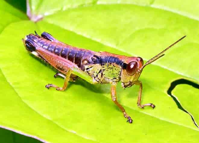 メスアカフキバッタ